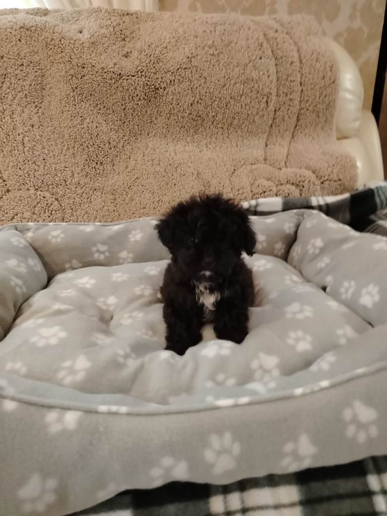 shih tzu x poodle puppy