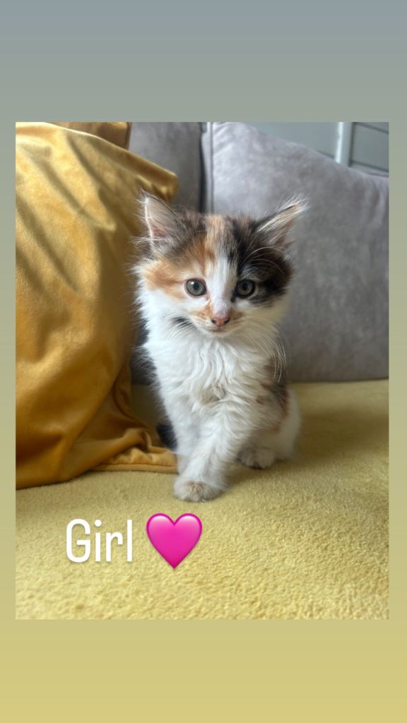 Beautiful Kittens Girls & Boys 