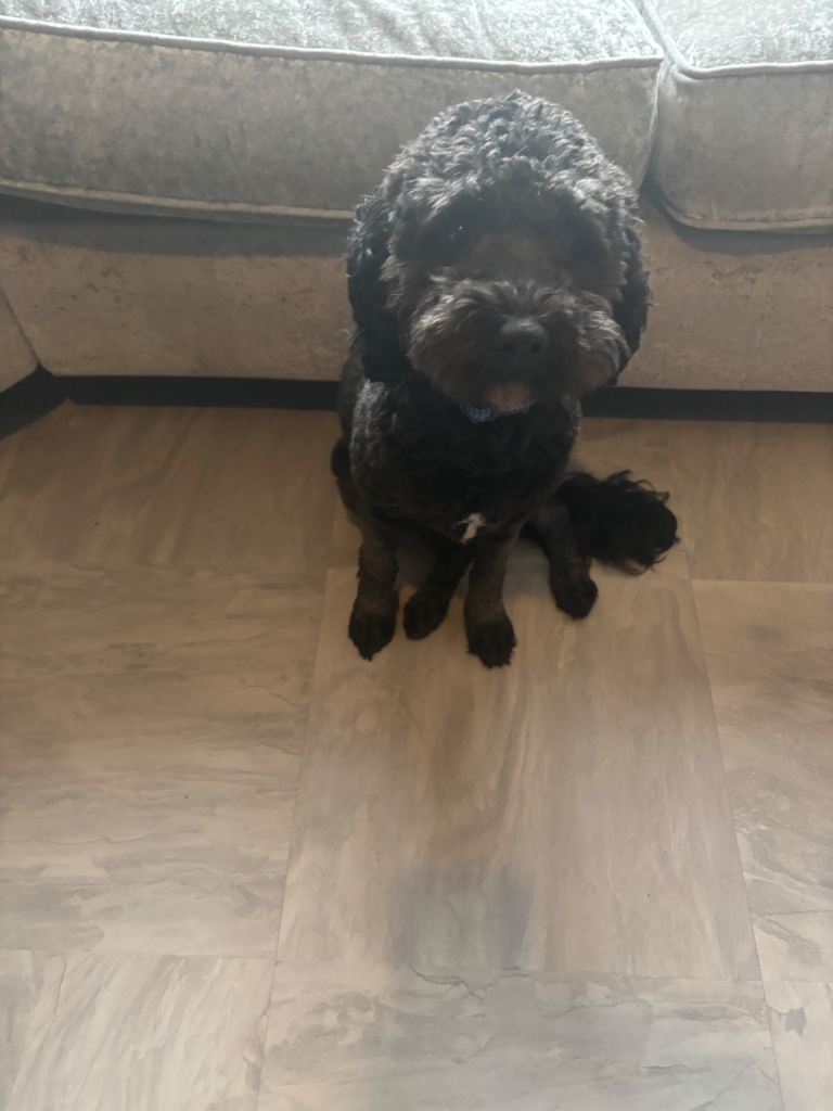 Friendly 2-Year-Old Cavapoo – Family Dog, House-Trained, Ready Now