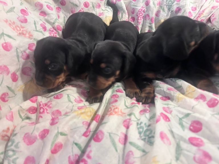 Jackhund puppies 
