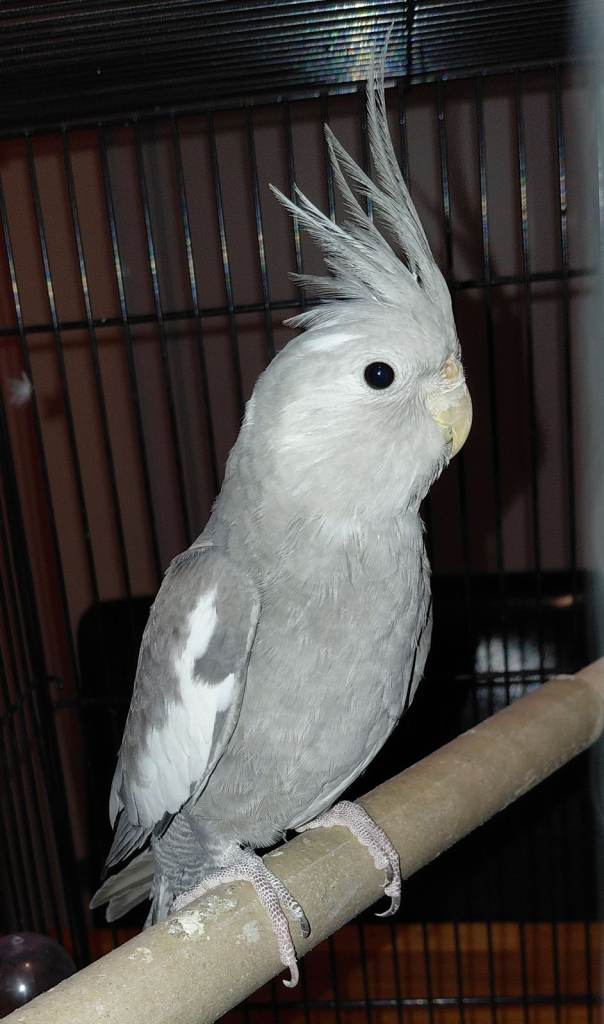 Cockertiel - young female