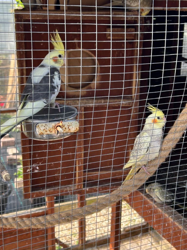 Baby cockatiels for sale