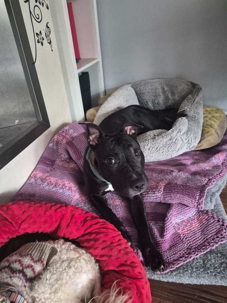 Puppy looking forever home 