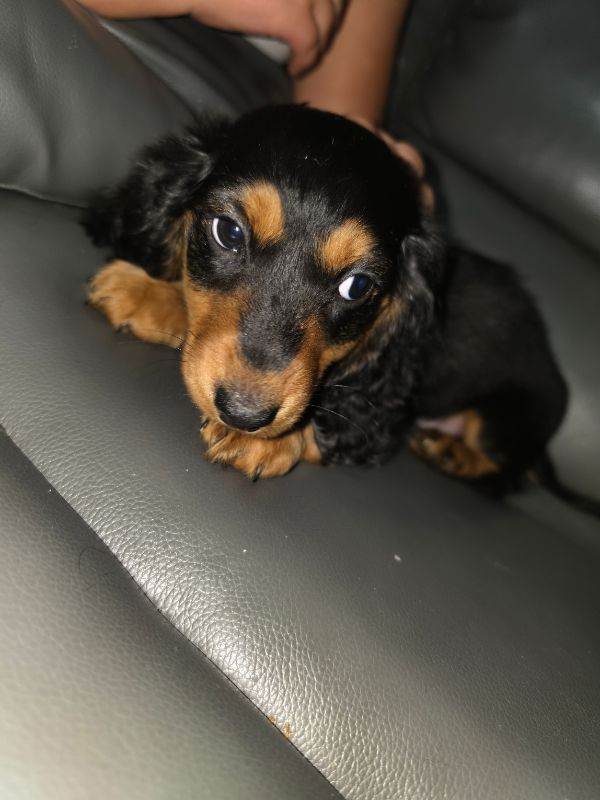 Puppy