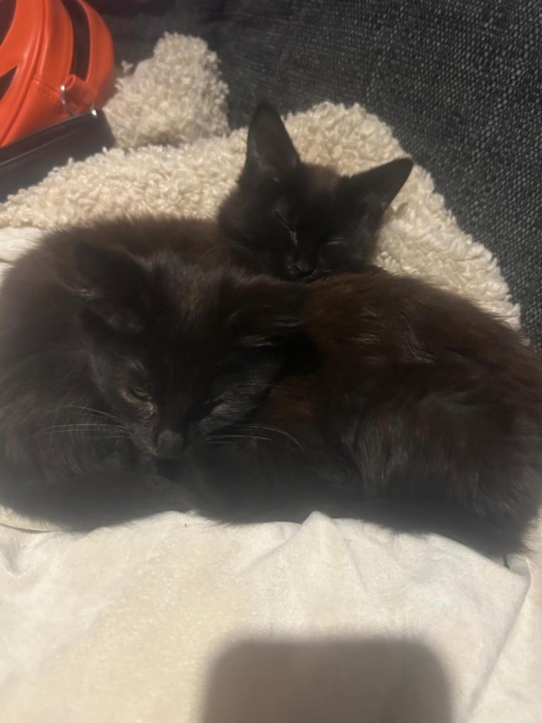 Last 2 beautiful maincoon kittens ready now