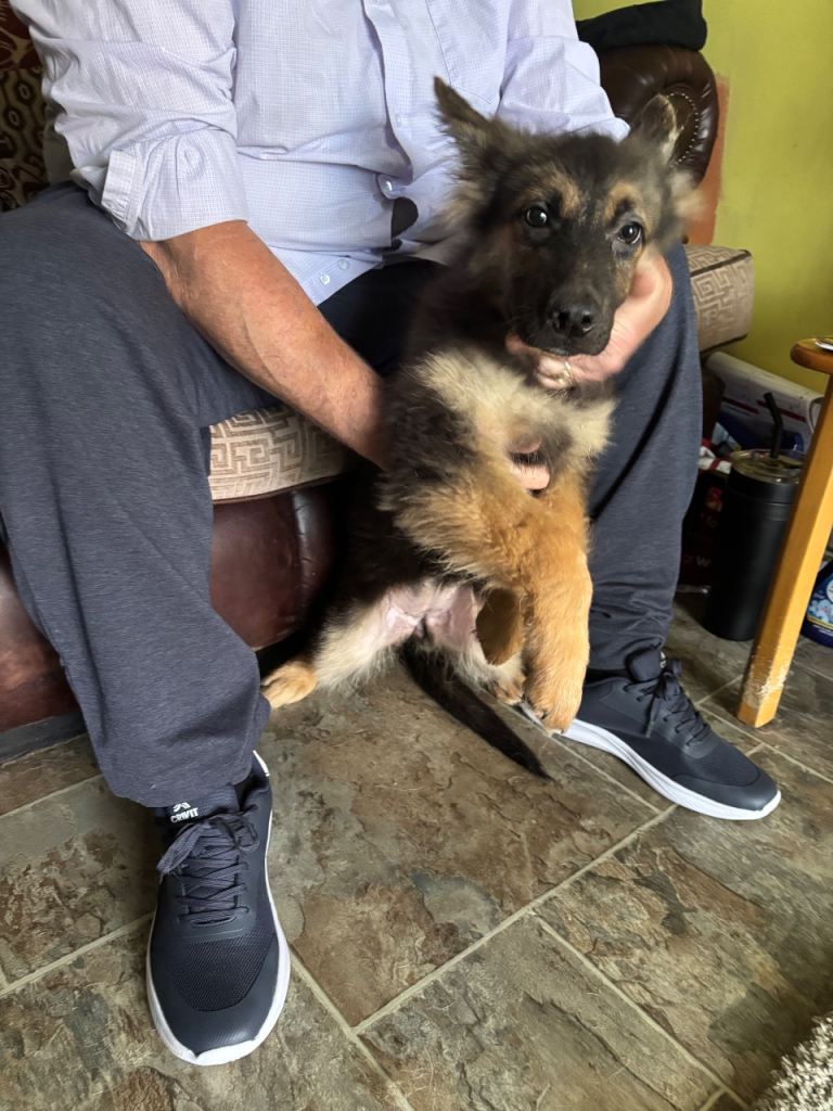 German shepherd puppy