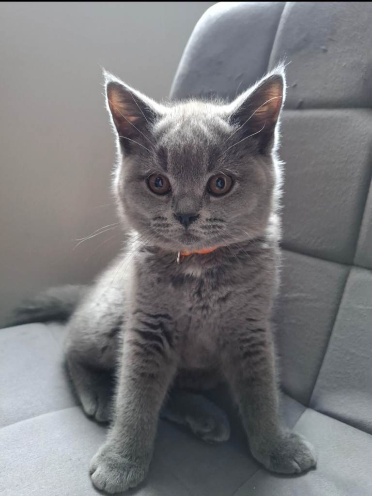 British Shorthair Kittens Looking for Loving Homes