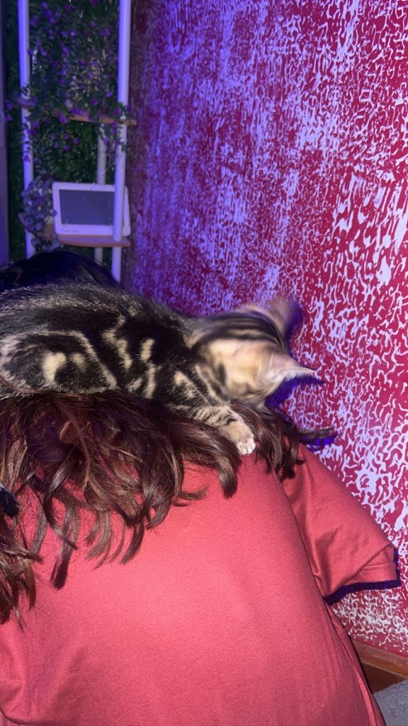 2 kitten sissys