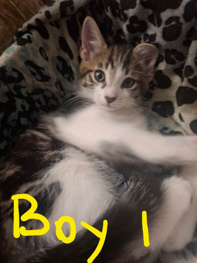 9 weeks old kittens 1 Boy and 1 Girl 