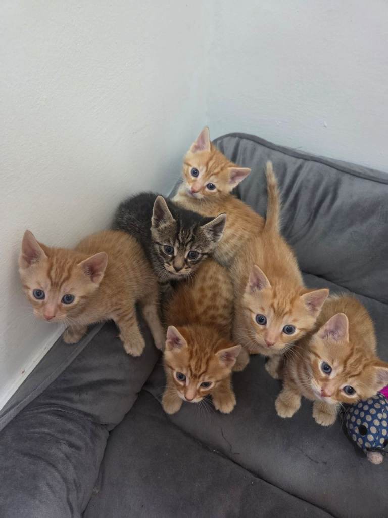 6 Beautiful 8 Weeks Old Kittens