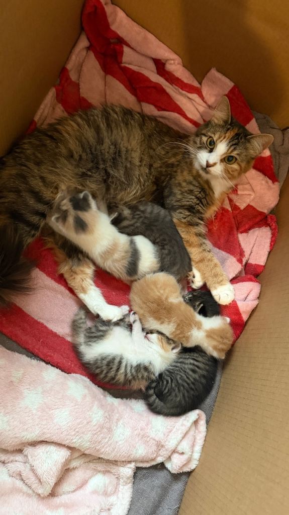 5 Loving Kittens Ready for Their Forever homes:)