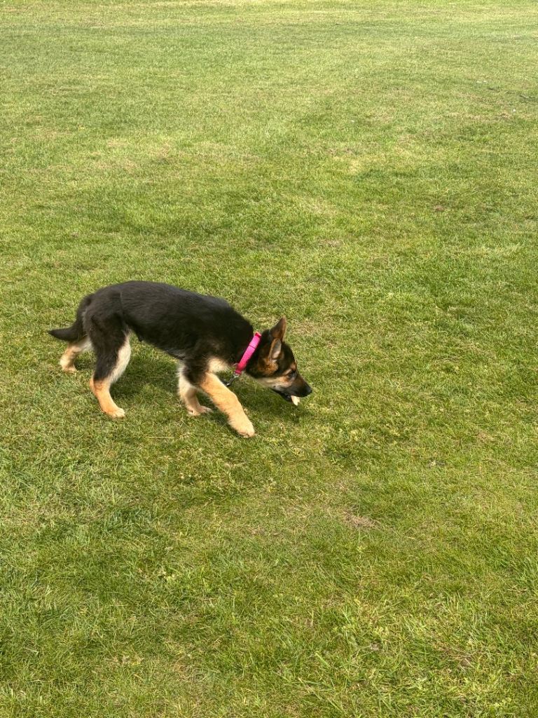 German sheperd puppy 