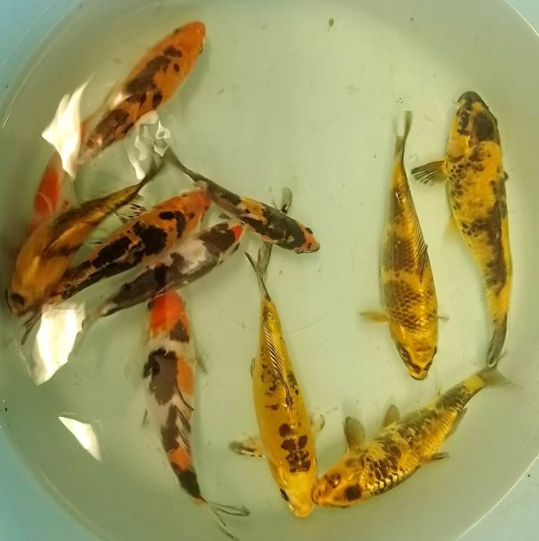 Koi carp
