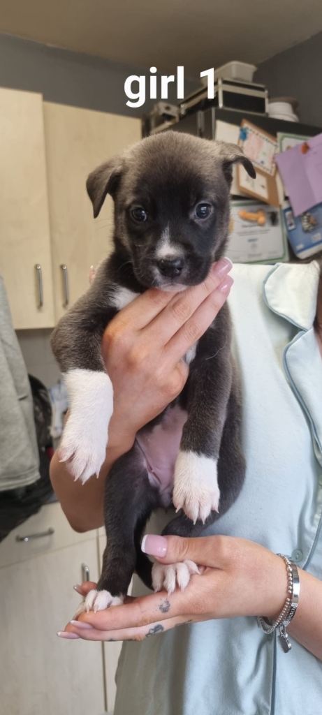 Staffy cross husky pups 
