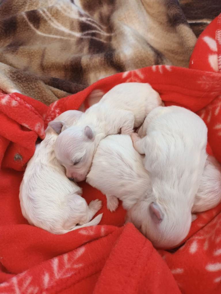 3 maltese puppies for sale