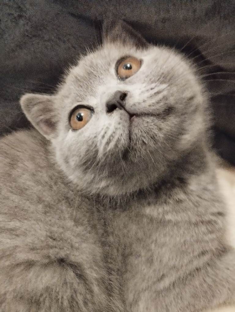 British Blue Shorthair Kittens