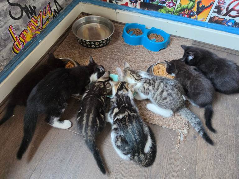 7 kittens for sale