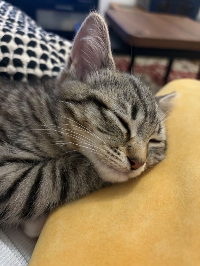 Cat 