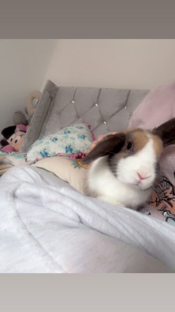 Rabbit for sale 