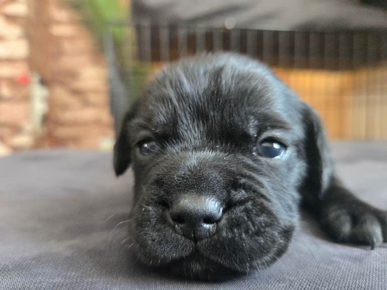 Frenchie x sproker spaniel 