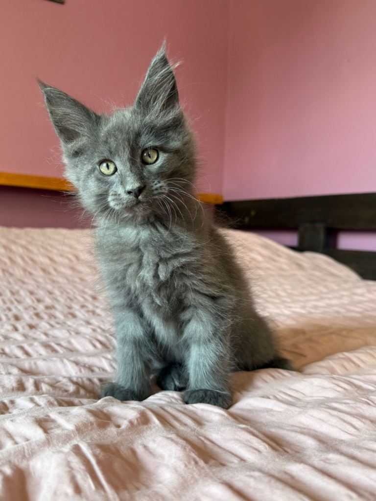 Maine Coon kittens looking for loving homes