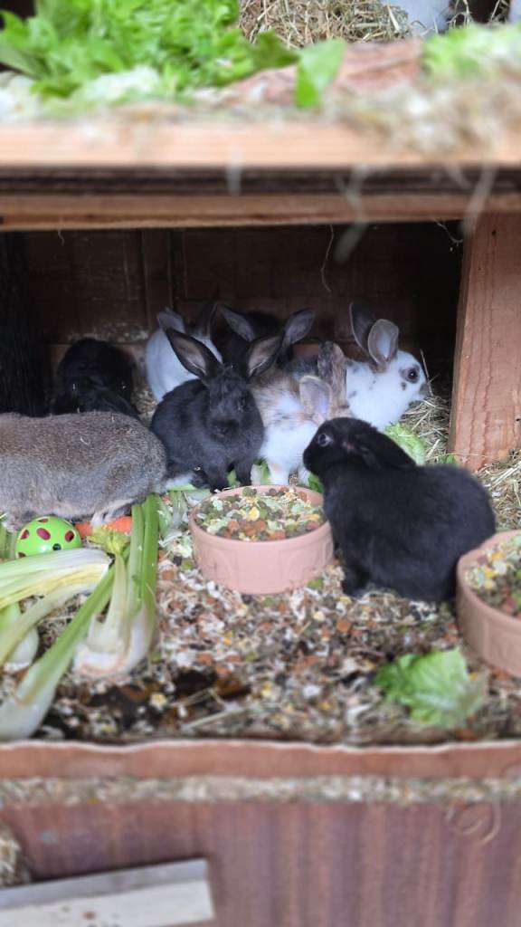 Cute Baby Rabbits / Bunnies for Sale – Various Colours