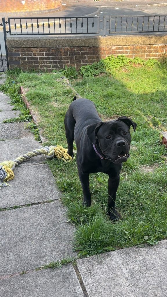Cane corso