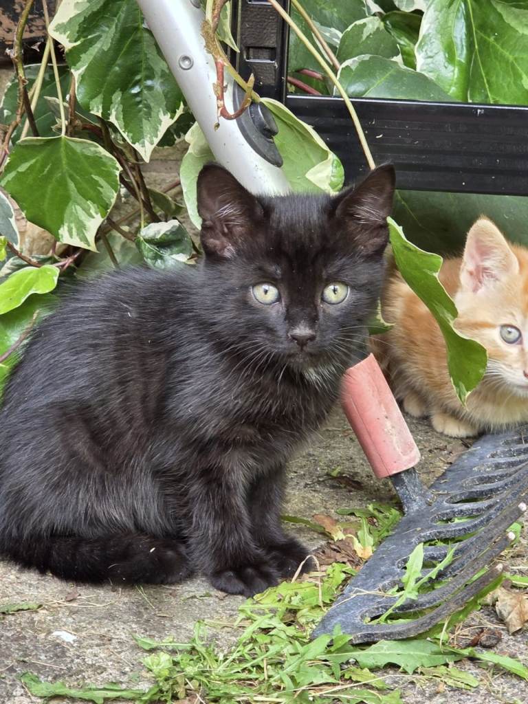 Black Kitten for sale: £25