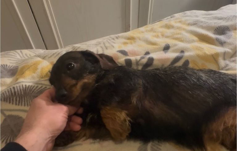 Female wire hair dachshund for sale
