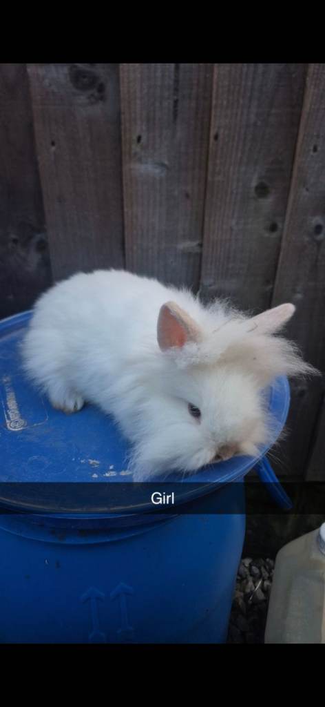 Lionhead baby Rabbits 8 weeks old (Friendly)