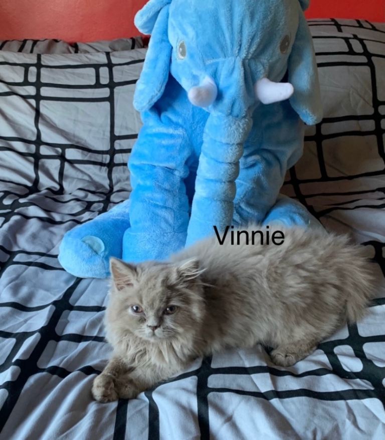 GCCF registered British long hair kittens 