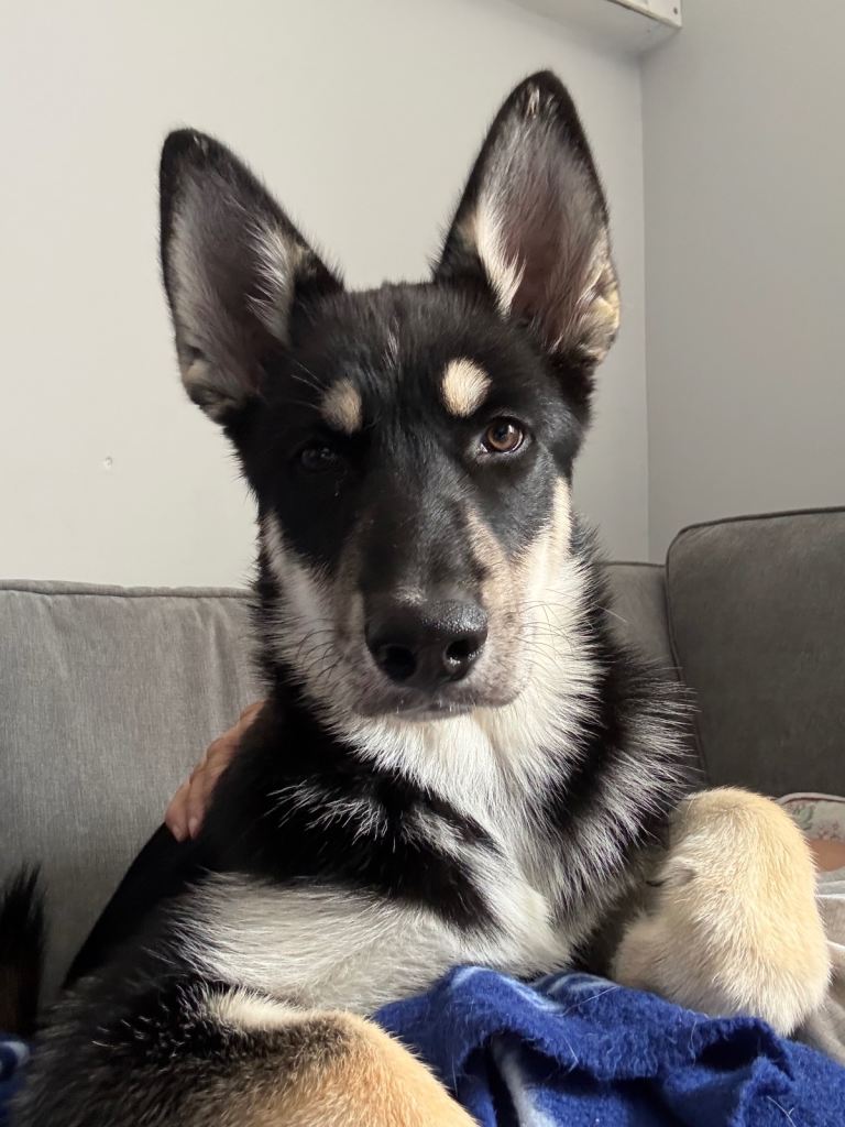 Shepsky 