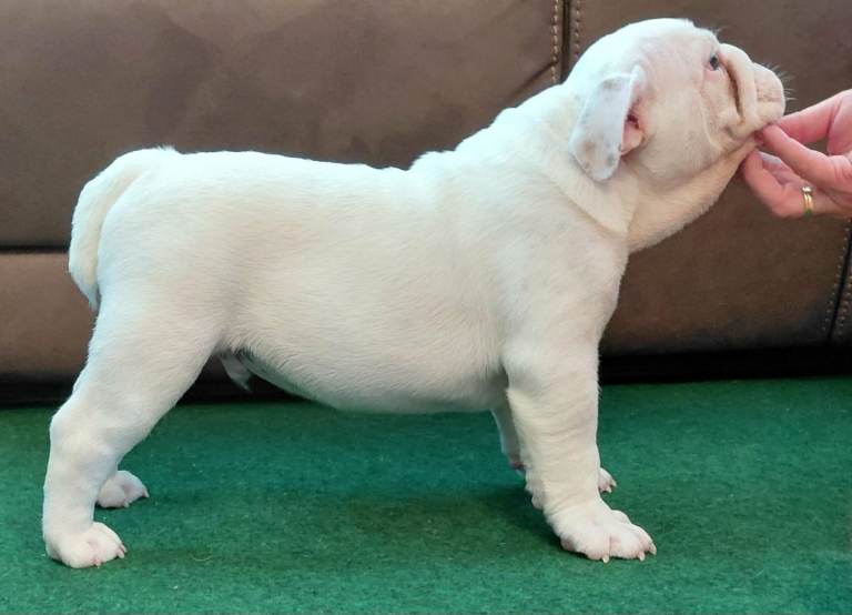 English Bulldog Puppies 