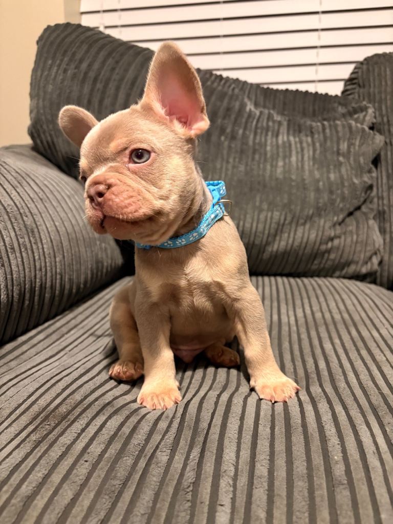 French bulldog puppy 