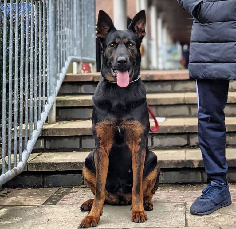 Shepherd x Chinese red dog (GSR puppies)