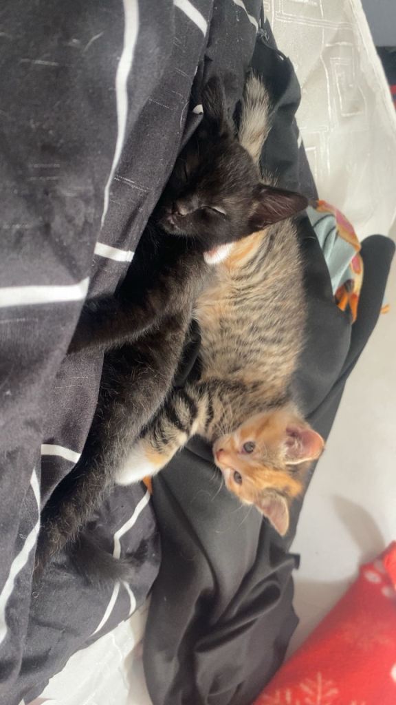 2 adorable mixed breed kittens looking for a new home