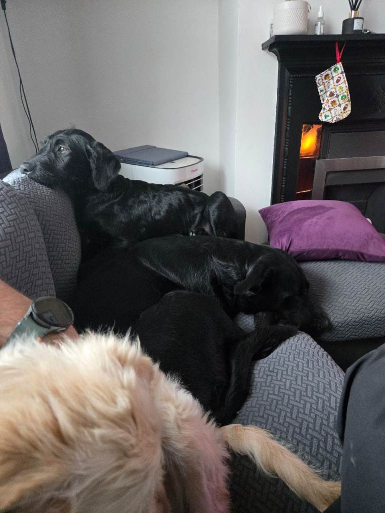 1 black girl left (orange writing) Labradoodle pups.