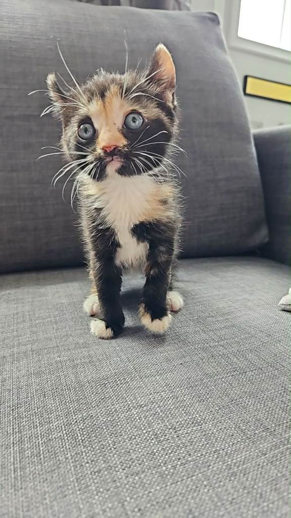 beautiful female cat
