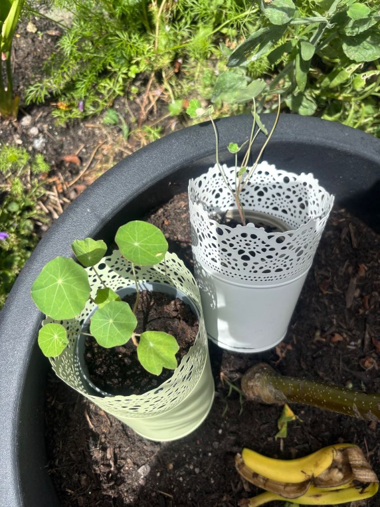 Nasturtiums In Pot - flowering garden plants