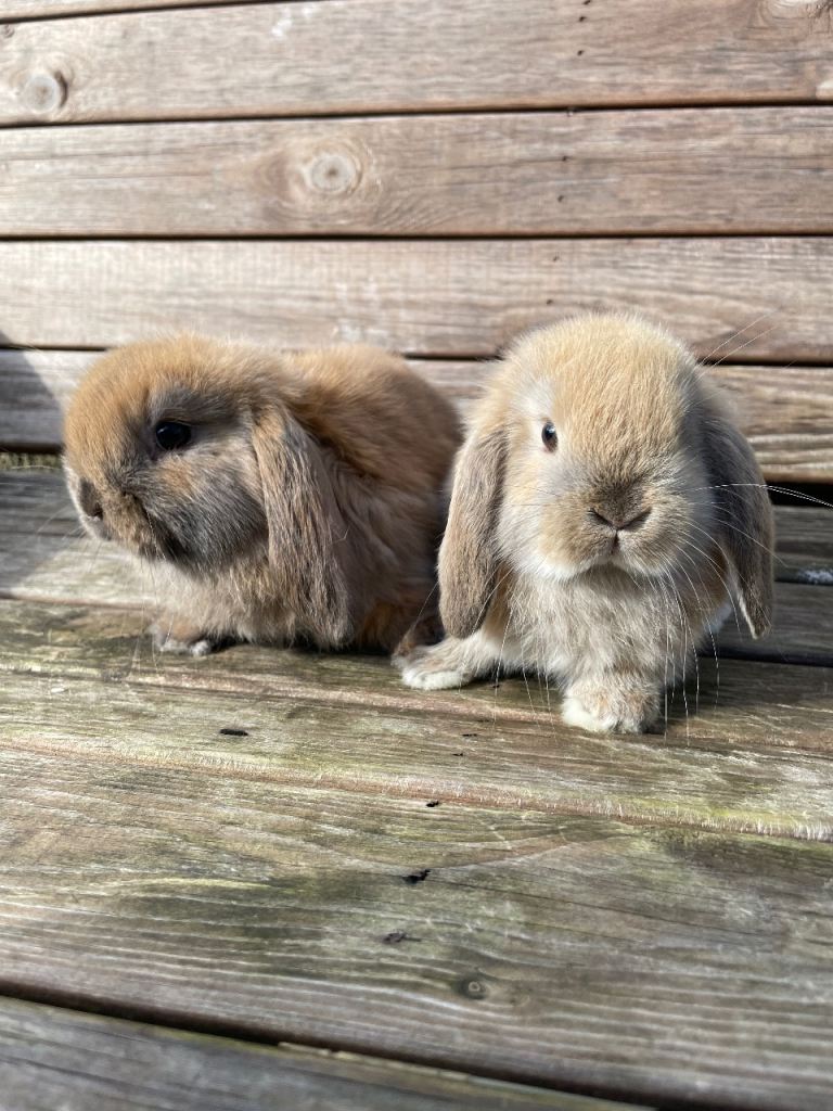 Mini lops