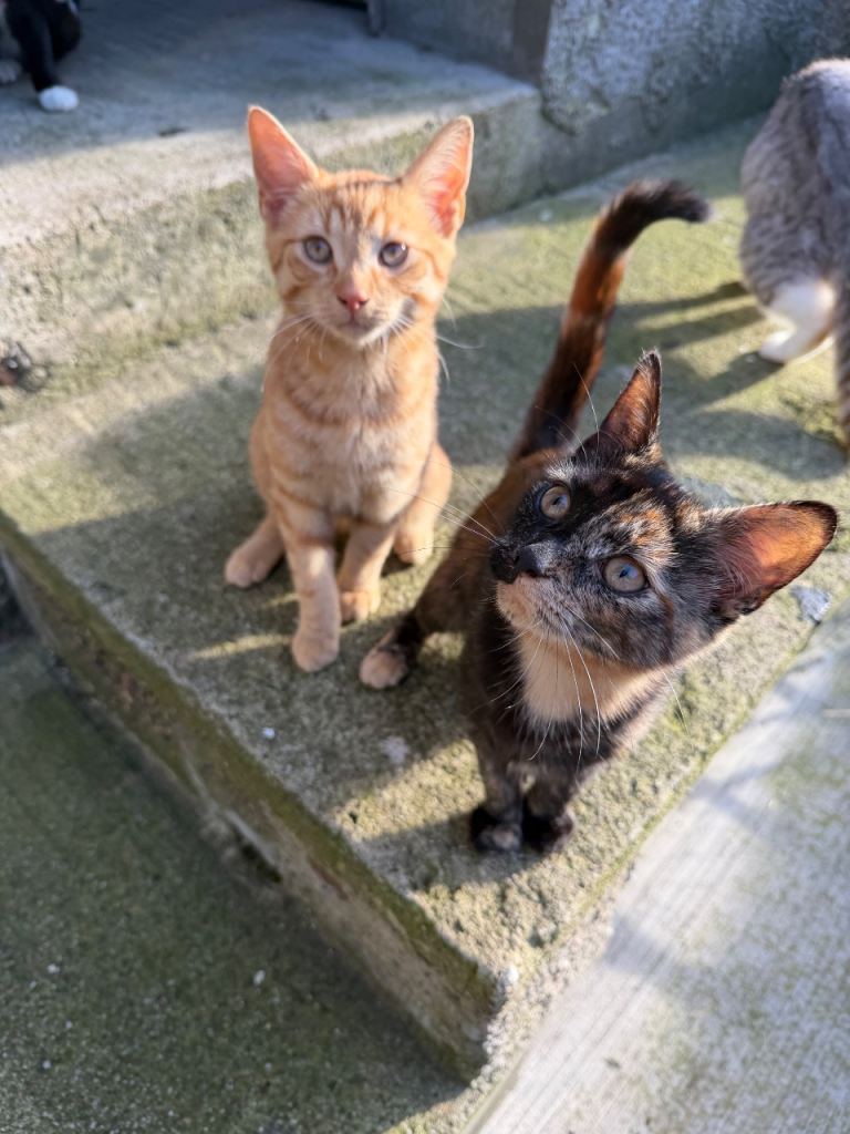 2 kittens for sale.