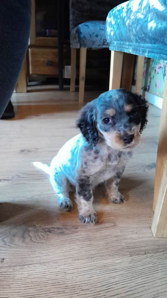 Rare Blue Tri coloured Cocker Spaniel 