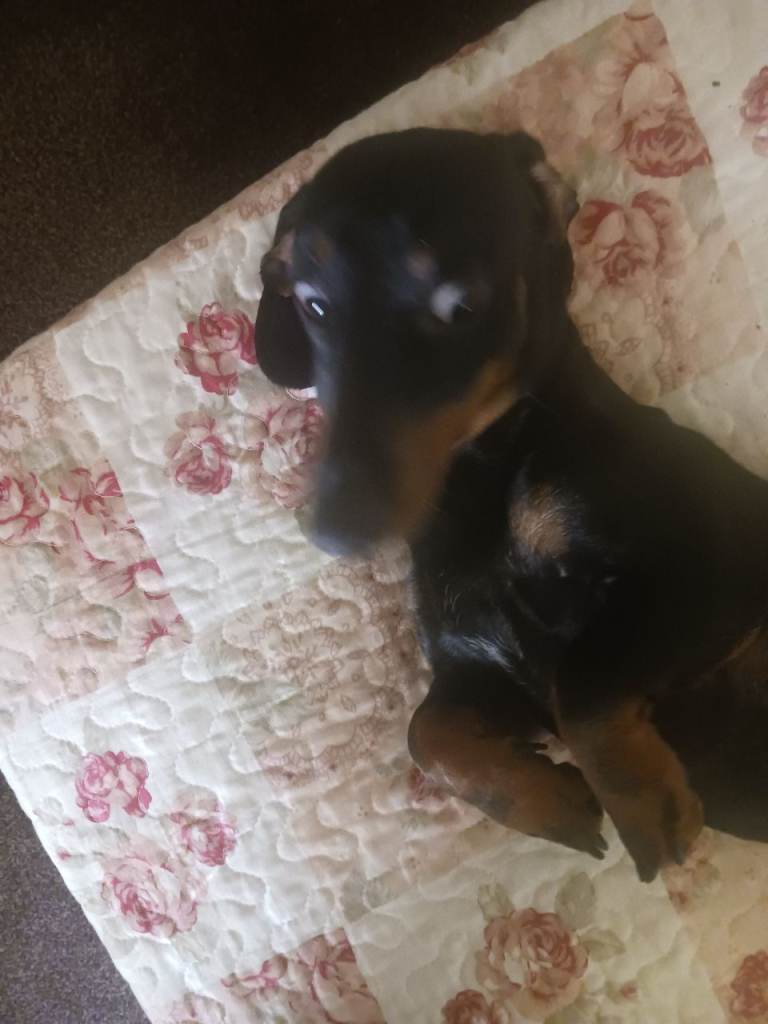 1 year old male miniature dachshund 