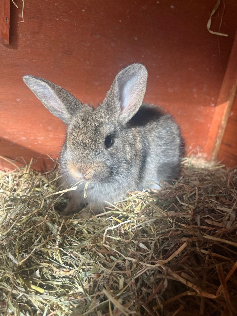 Baby bunnies UNSURE ON SEX