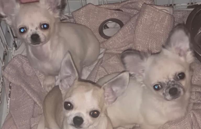 Chihuahua smooth & long  girl 