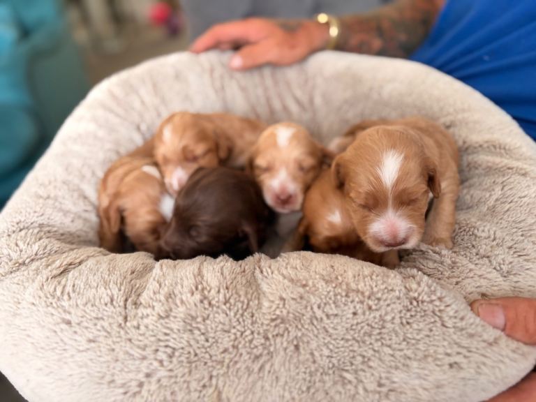 Cockapoo puppies F1