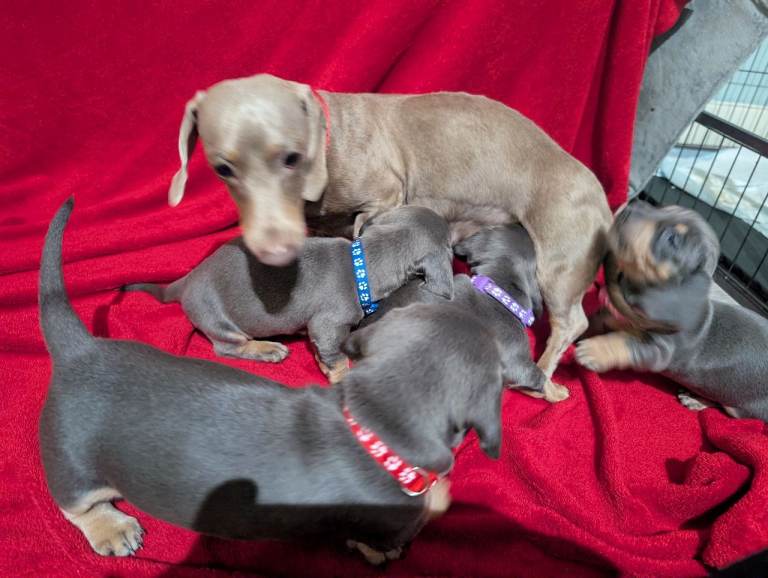 Miniature dashunds blue tan