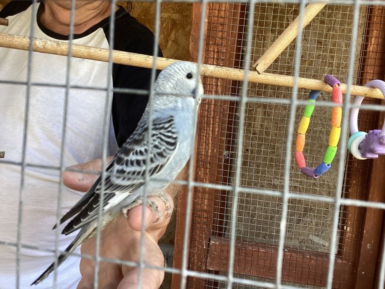 New baby budgies and new cages 