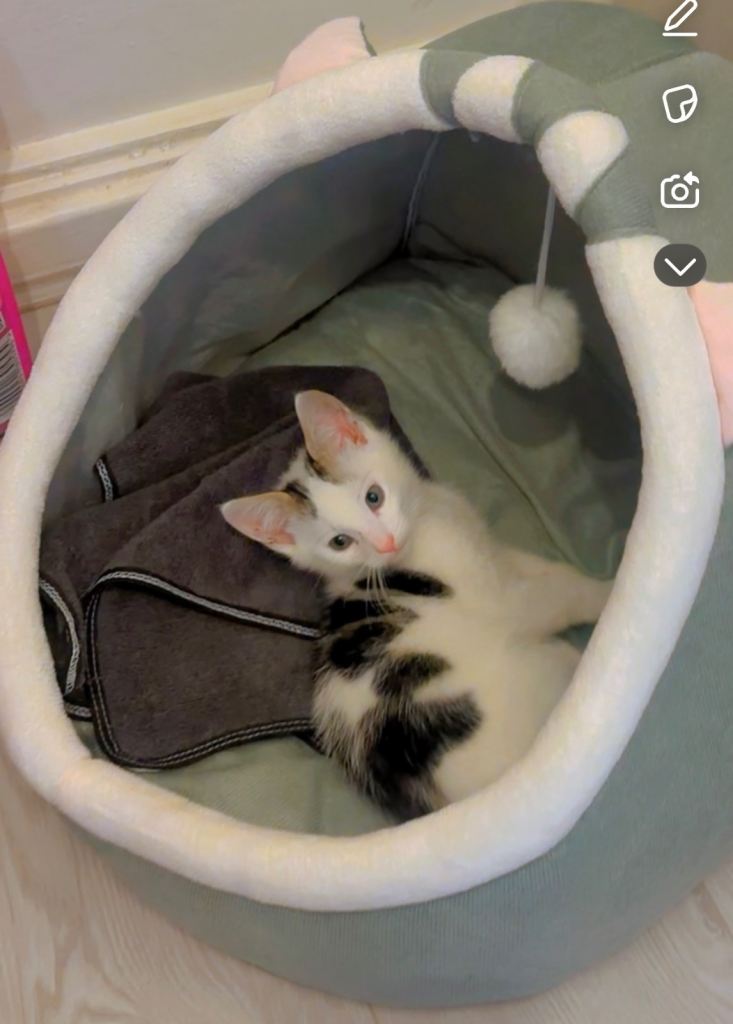 14 week old kitten