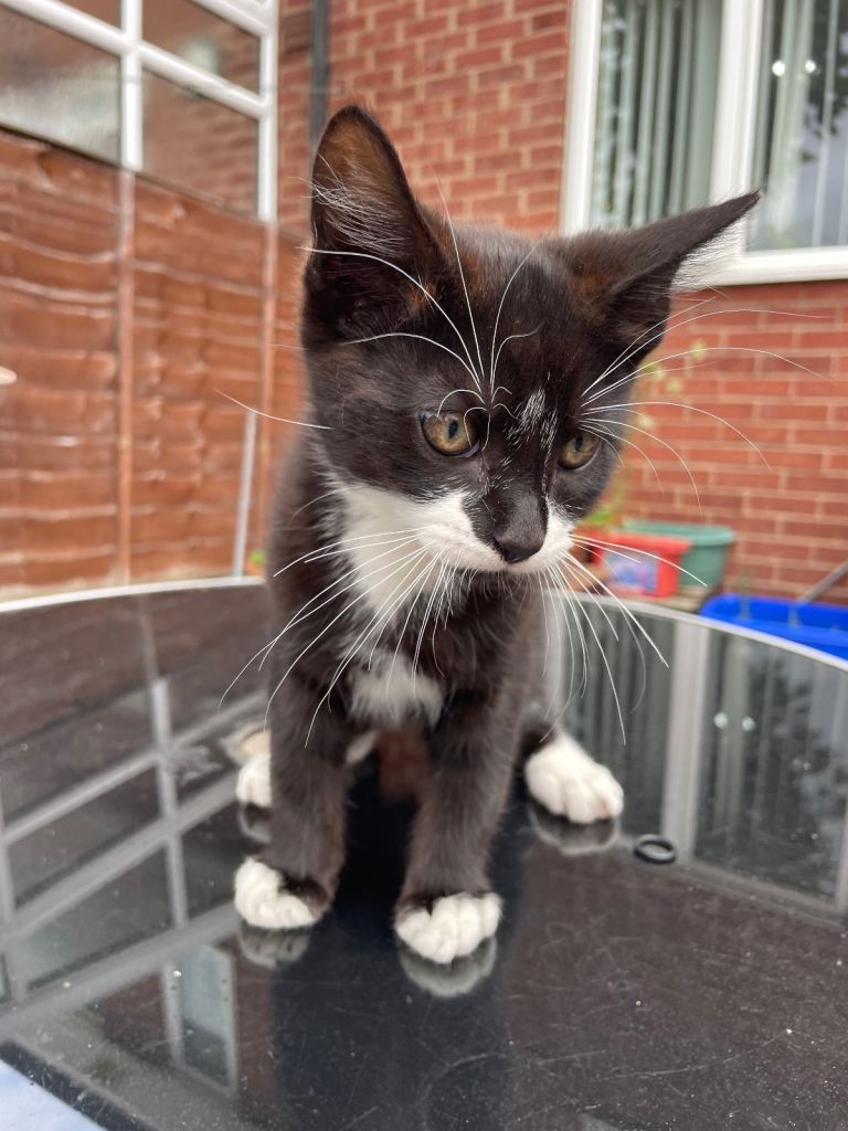 Kittens
